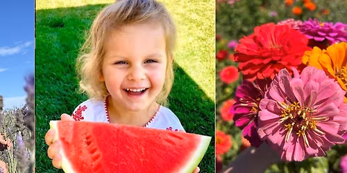 Oceanside's Watermelon & Lavender Festival @ Mellano Farm Stand