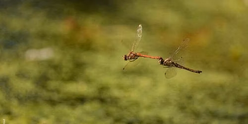 Balade naturaliste : F\u00e9\u00e9rie et magie avec les demoiselles et libellules
