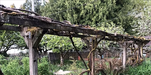 Pinch? Prune? Lop? Saw? Au natural? Pruning Basics