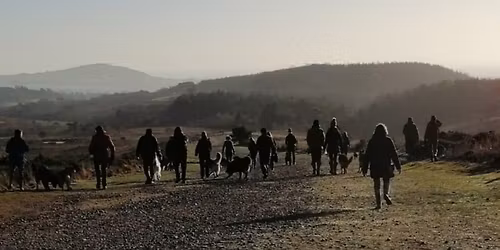 Sunday GSD Walk Club @Woodbury Common