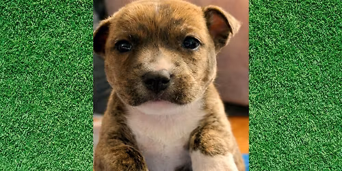 Puppy Yoga To Benefit Fancy Cats & Dogs