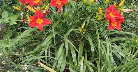 Free State Daylily Society Sale at the Benson-Hammond House