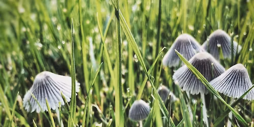 Deepen your Personal Practice with Psychedelics