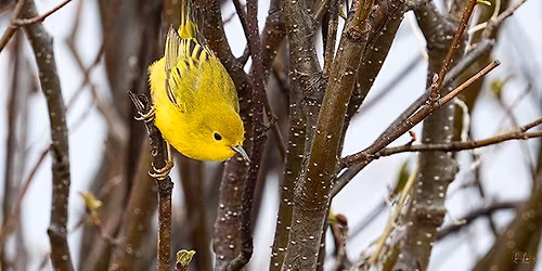 Rangeley Birding Festival