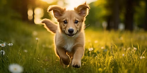 Dog Walking Fundraiser!