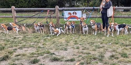 June North Seattle Beagle Meetup