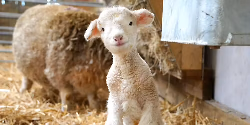Mothers Day On The Farm