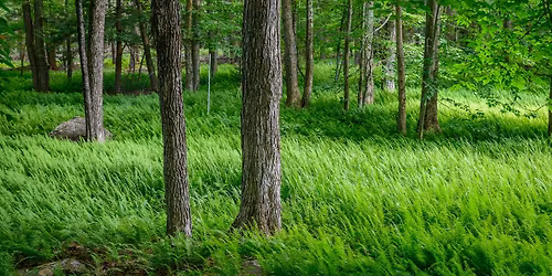 Forest Bathing with Beth Rennig