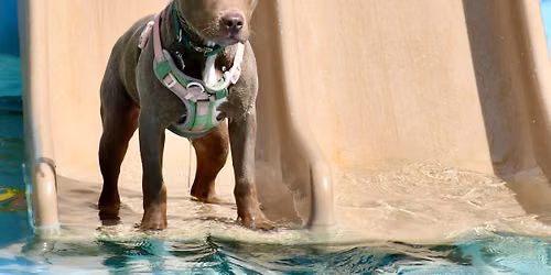Waggin At Coconut Cove