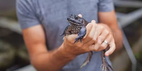 Sounds of Spring: Frog Calls of the Northwoods