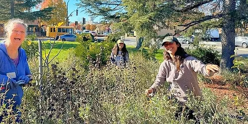 Garden Stewards Workday at The Petaluma Library