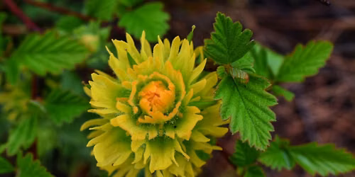 WWCCD Bennington Native Plant Restoration Volunteer Event