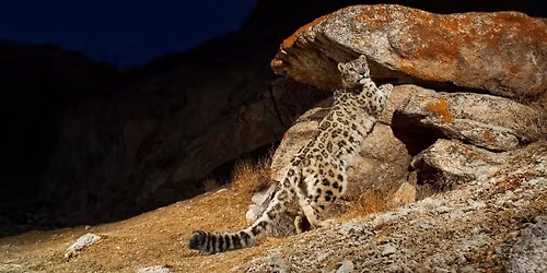 Parking National Geographic Live: Wild Cats Revealed