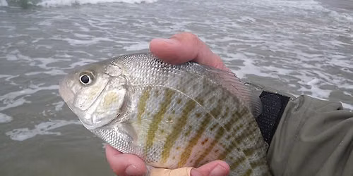 Surf Fishing with the Santa Cruz Fly Fishing Club