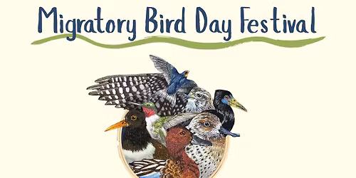 Migratory Bird Day Festival