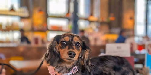Liverpool - Dachshund Pup Up Cafe \u2600\ufe0f