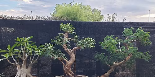 Shimpaku March 2026 Class