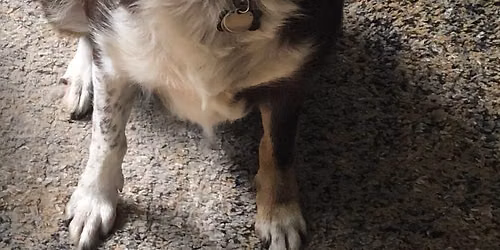 Paws in the Park