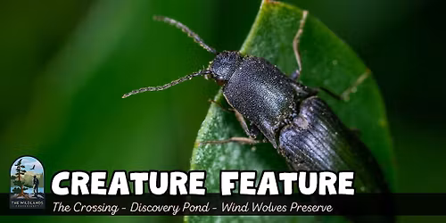 Creature Feature at Wind Wolves Preserve