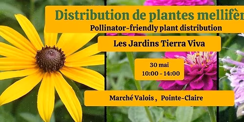 Free pollinator-friendly plant distribution - Distribution de plantes mellif\u00e8res gratuites