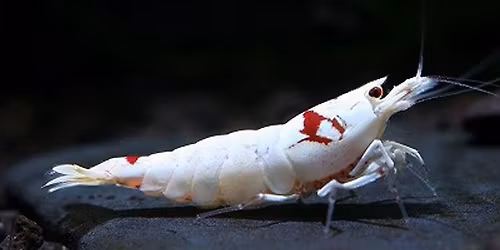 South African Ornamental Shrimp Competition (SAOSC)