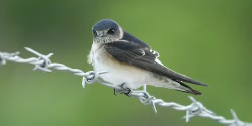 Ray Marshall Park - morning excursion