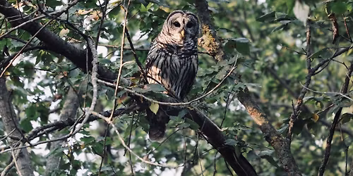 First Saturday Bird & Wildlife Walk at Chaplin