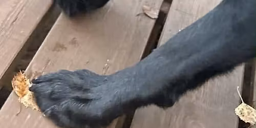 \ud83d\udc3e Spesials\u00f8kspr\u00f8ver klasse 1 og 2 p\u00e5 Dikemark, Asker 7 og 8 mars 2026 \ud83d\udc3e