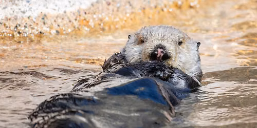 Senior Discount Days at Point Defiance Zoo & Aquarium