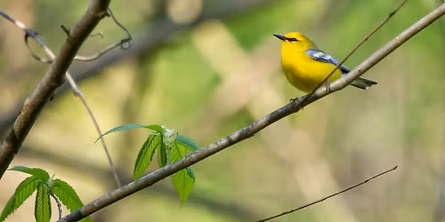 Mother's Day Bird Walk