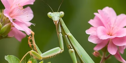 Magical Correspondences in the Garden $10 "One Page At A Time - A Solitary Witch Class Series"