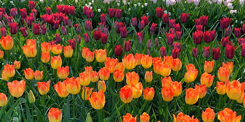 Spring-Blooming (Fall Planted) Bulb Gardening 101