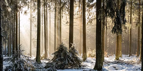 Winterwalderlebnis in der Vorweihnachtszeit | Wanderung