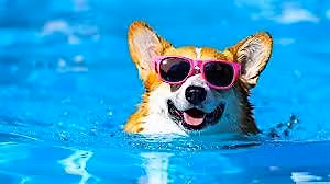 Splash Bash party for Pets