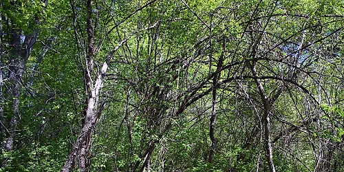 Volunteer with us - Invasive plant documentation and removal