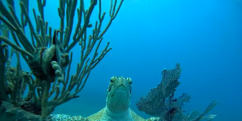 Jupiter Drift Dive