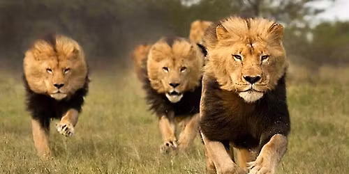 Weekend loppemarkend (Indend\u00f8rs)