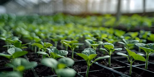 Organic Seedling Sale 2026