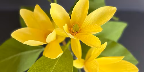 Paper Botanicals \u2013 Fraser\u2019s Magnolia