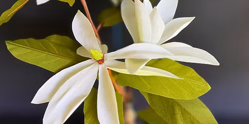 Paper Botanicals \u2013 Fraser\u2019s Magnolia