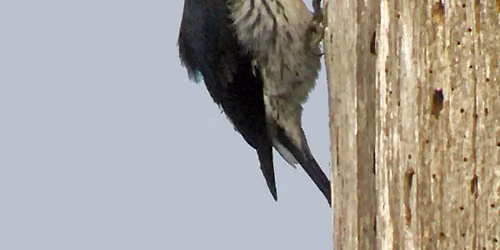 California Breeding Bird Atlas Workshop