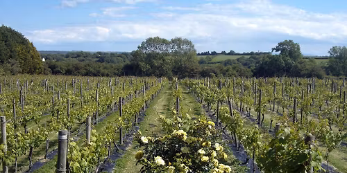 Tour Day - lunch, wine tasting and vineyard tour