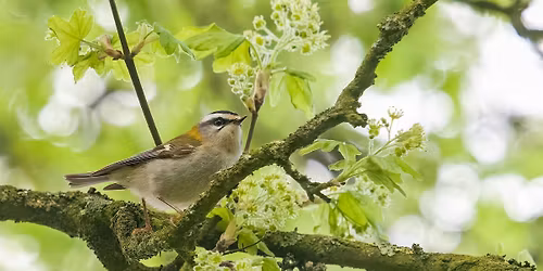 Dawn Chorus Walk with Wild Walks