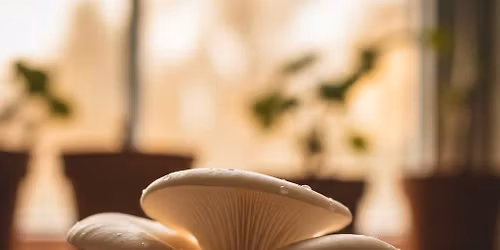 Sunninghill | Mushroom Growing Workshop | 15 March @12pm