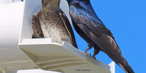 Birding: Purple Martin Conservation 