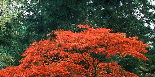 Japanese Maples Free Seminar