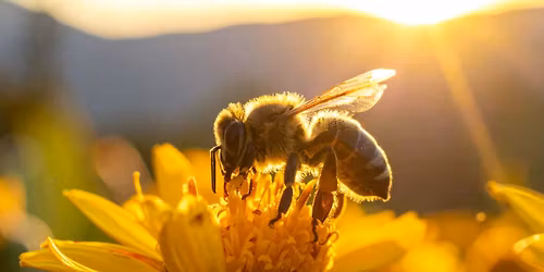 Kids Explore Nature: The Gentle Honeybee
