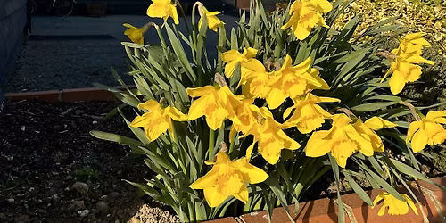 EASTER SUNDAY SPRING BYOB LUNCH