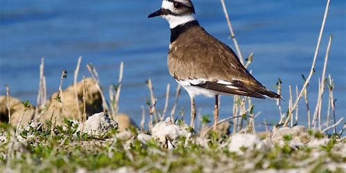 Guided Birding Walk: Shorebirds