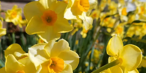 14th Annual Mid-South Daffodil Show